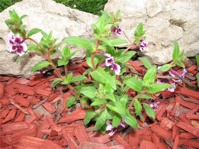 http://www.cvijet.info/images/galleries/640-480/ad6b8fee-ponedjeljak_003.jpg