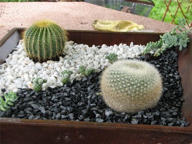 kaktusi2